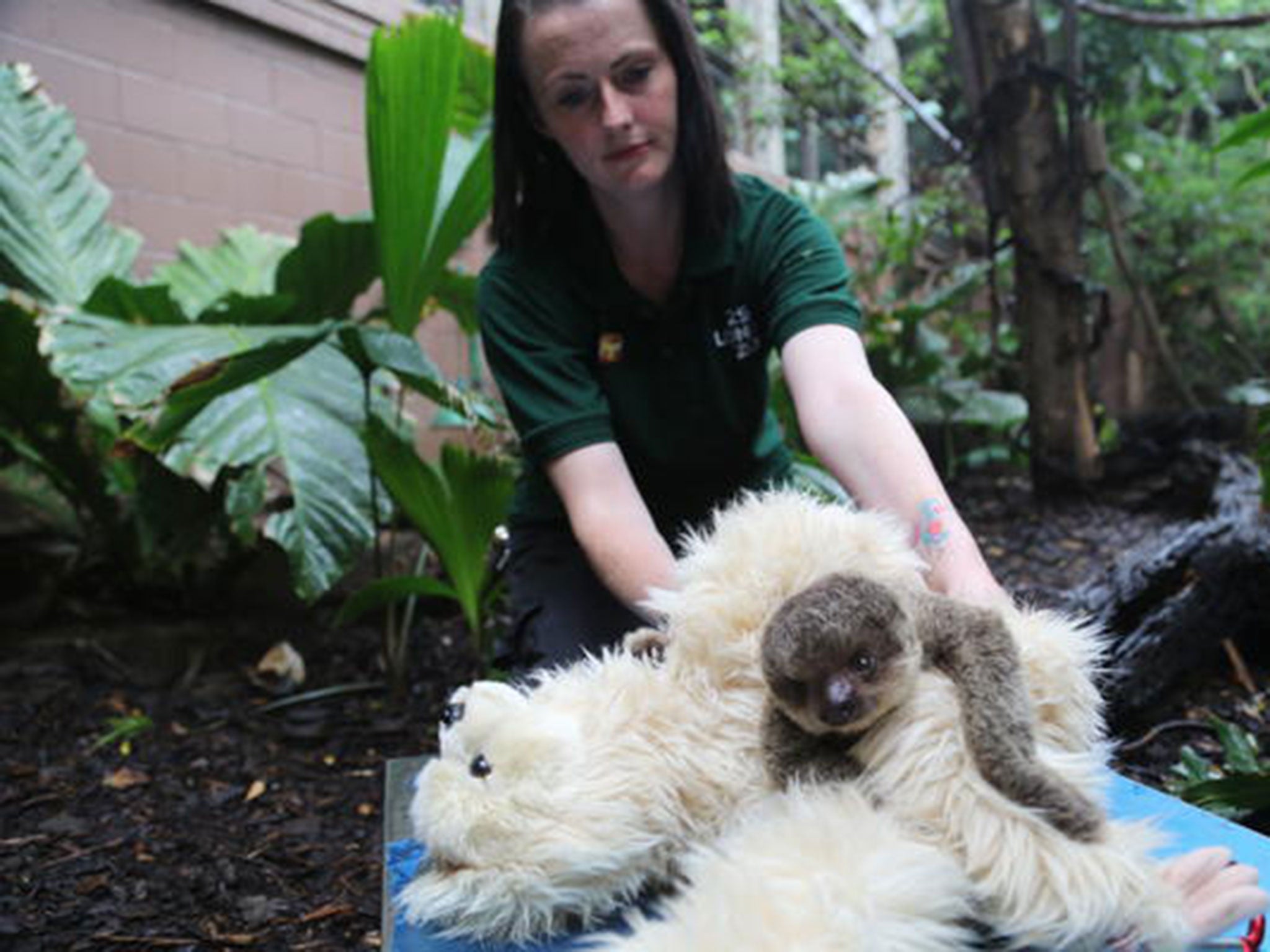 Edward tests his muscle development by clinging to the bear