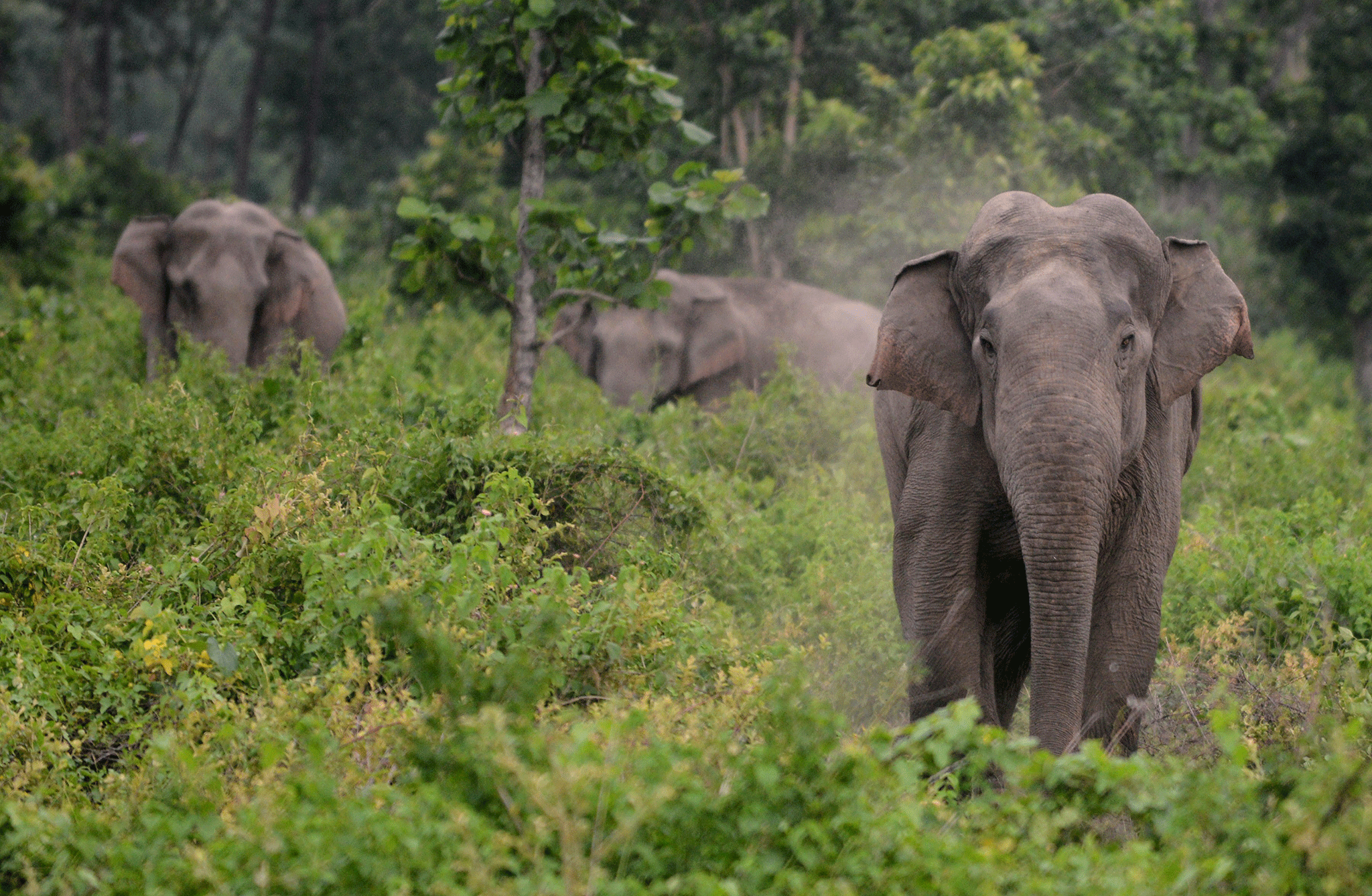 Forest elephants are now mainly found in Gabon