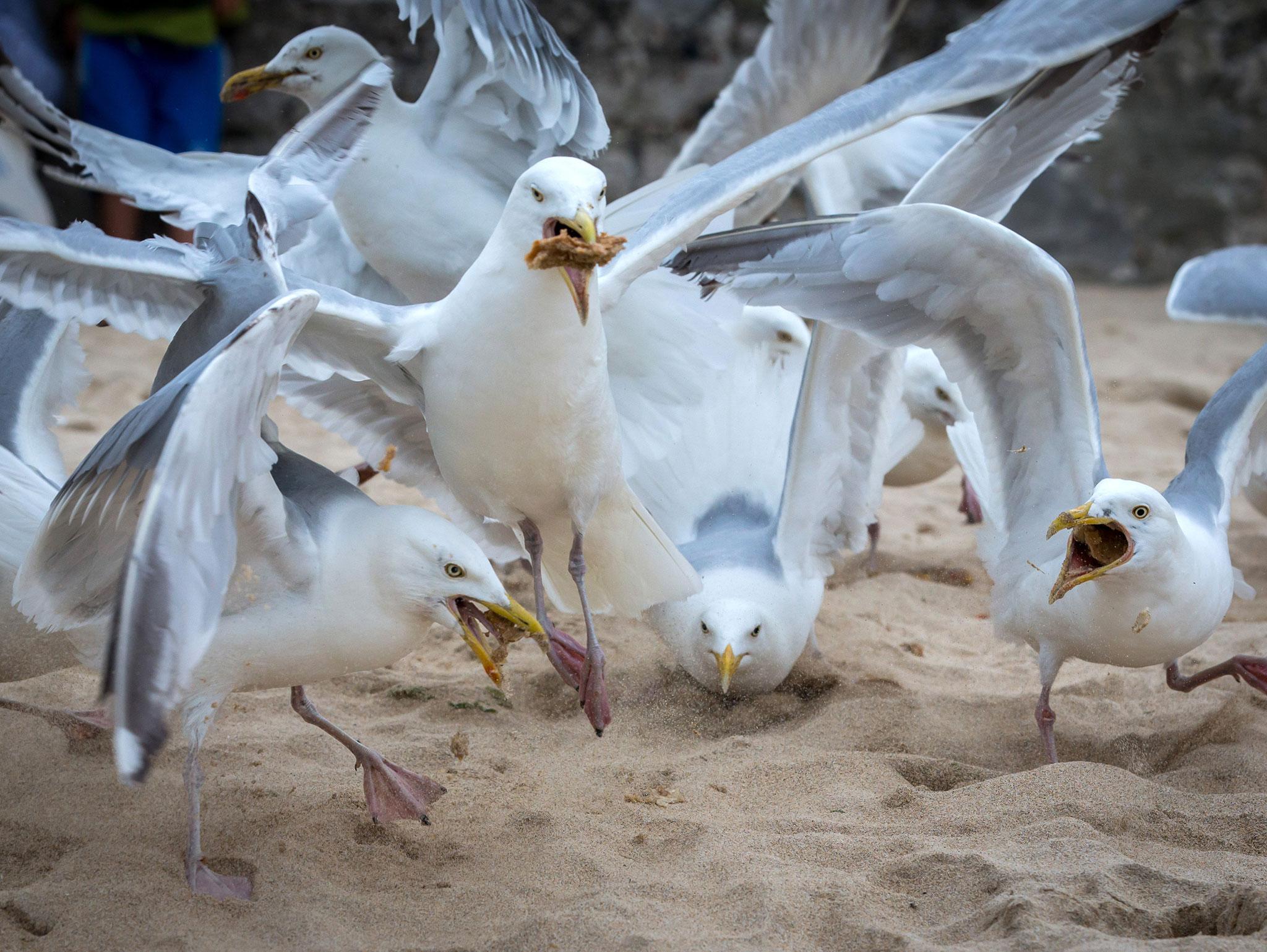A pack of seagulls squabble over discarded food left on the beach at St Ives on July 28, 2015 