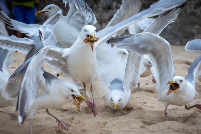 A pack of seagulls squabble over discarded food left on a beach