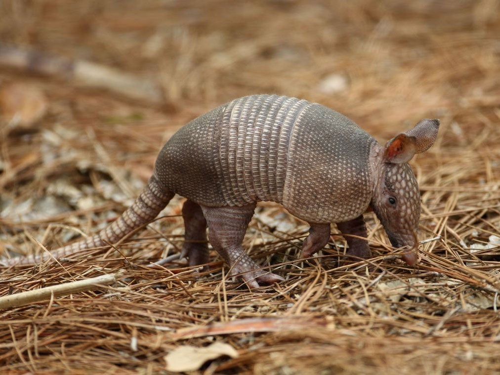 It was unclear whether the armadillo survived the encounter