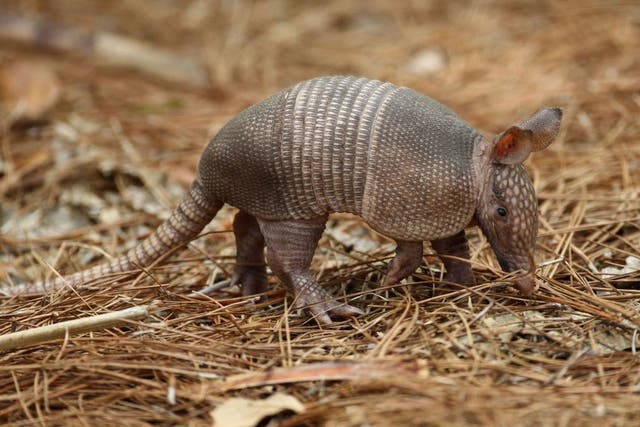 It was unclear whether the armadillo survived the encounter
