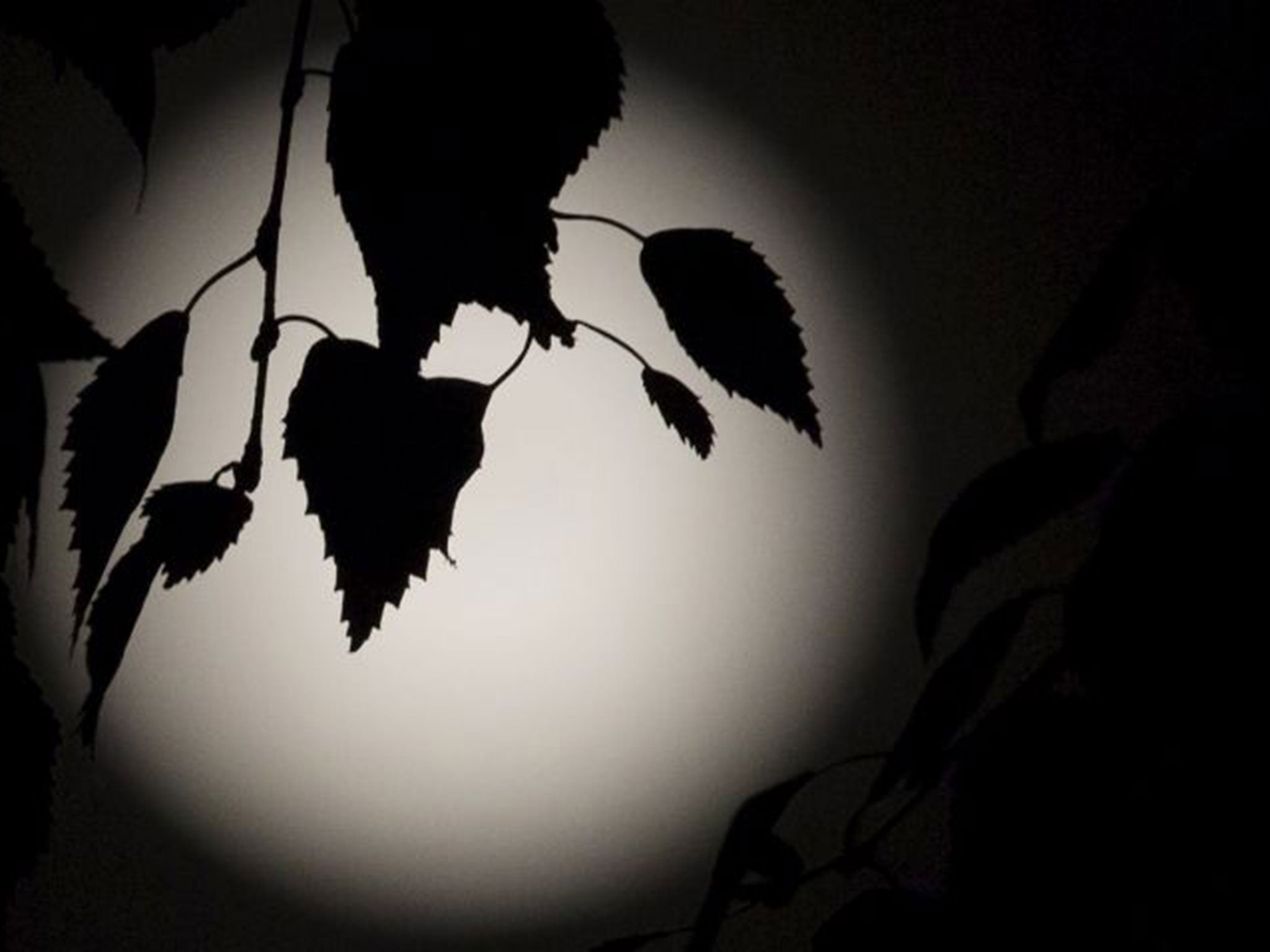 Blue moon through leaves