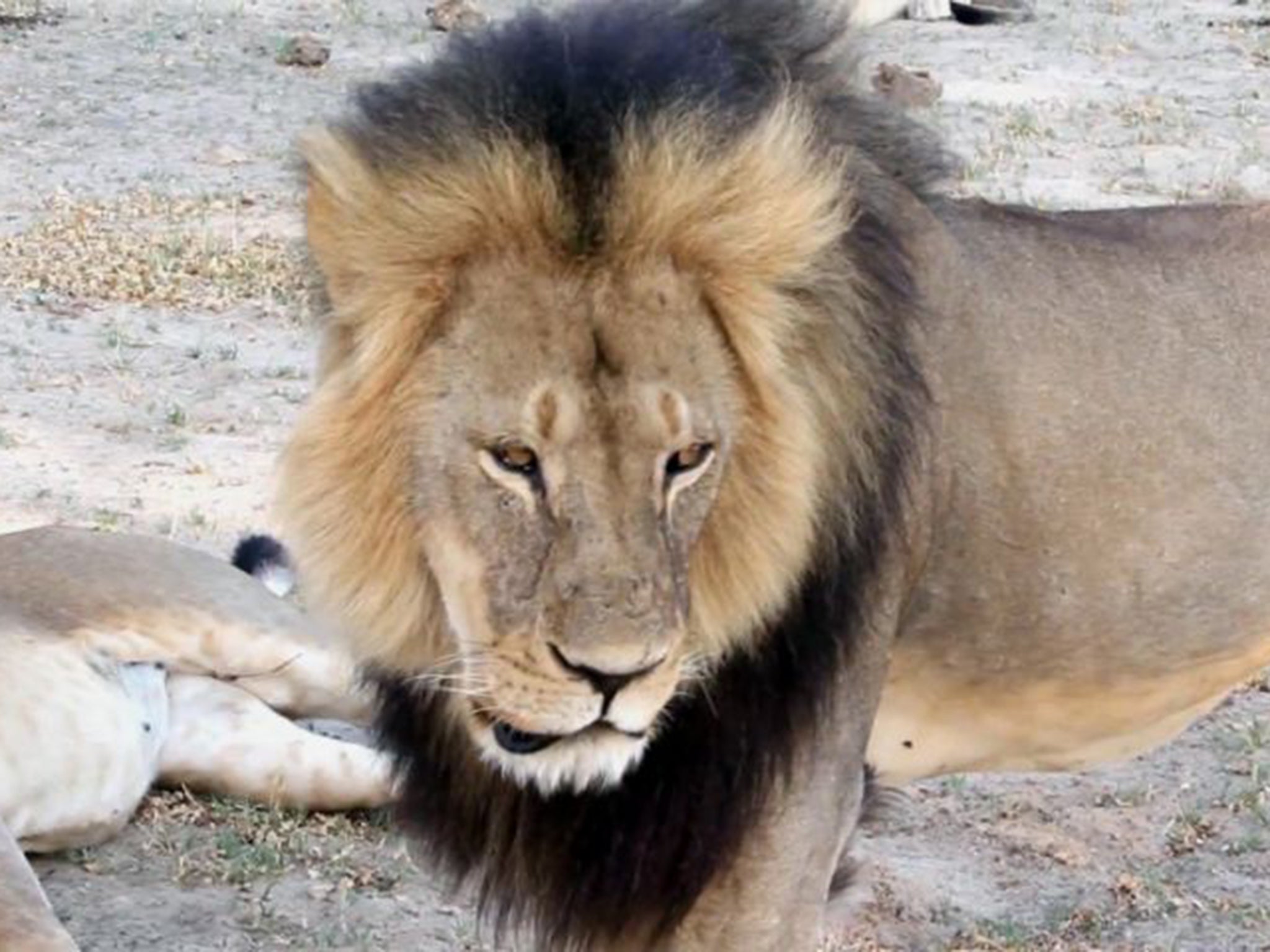 Cecil the Lion, before he was killed by American hunter Walter Palmer