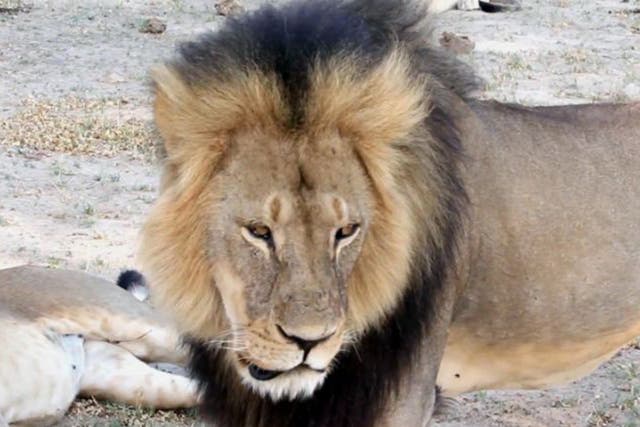 Cecil the Lion, before he was killed by American hunter Walter Palmer 