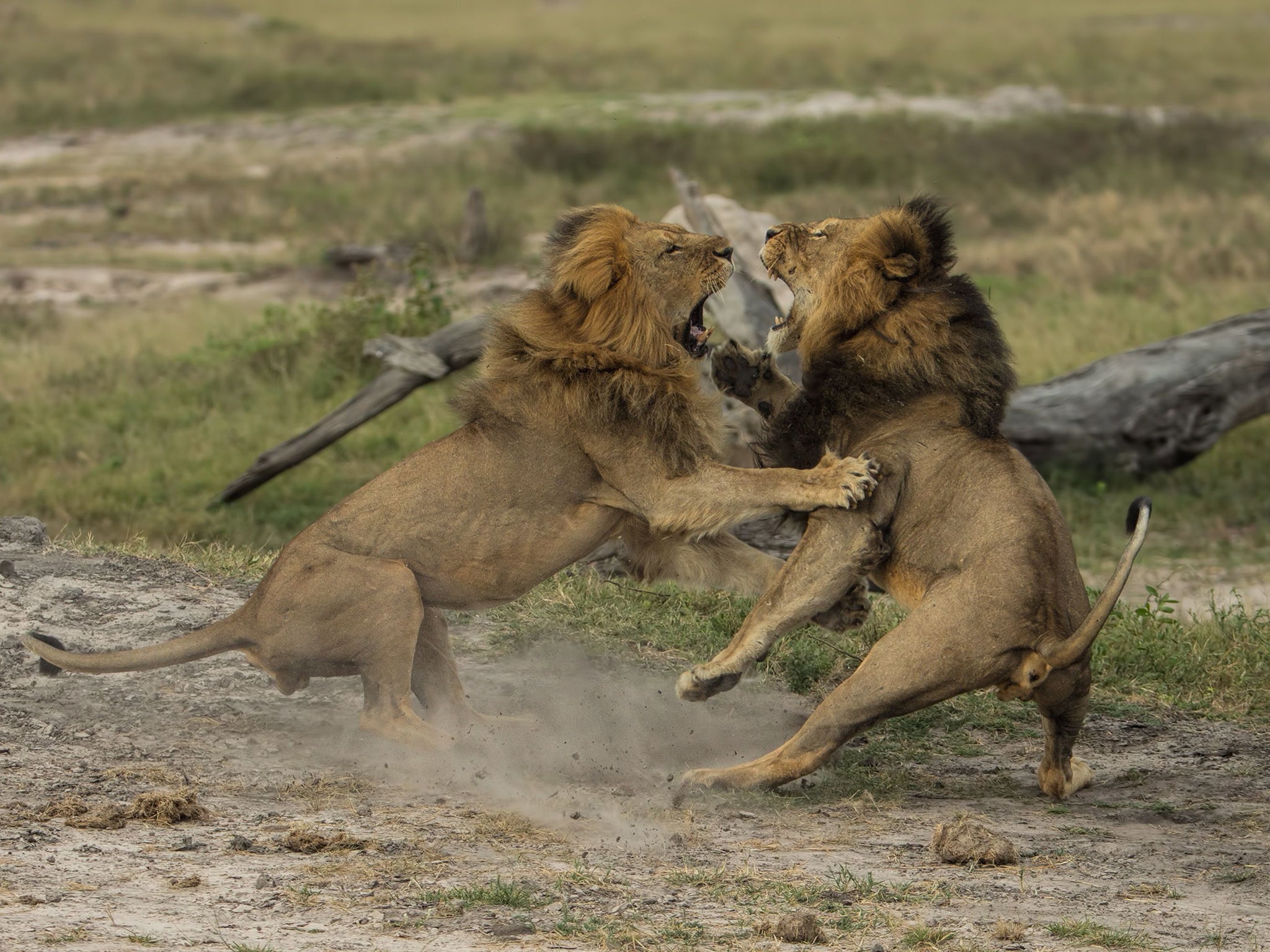 Jericho the lion, left, fighting with his brother, Cecil, in Hwange National Park, Zimbabwe, last year