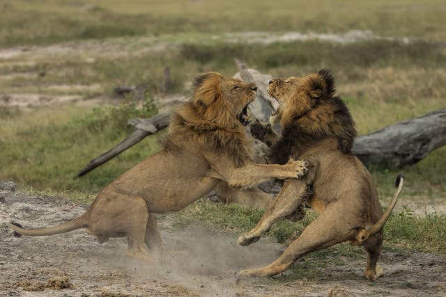 Jericho the lion, left, fighting with his brother, Cecil, in Hwange National Park, Zimbabwe, last year