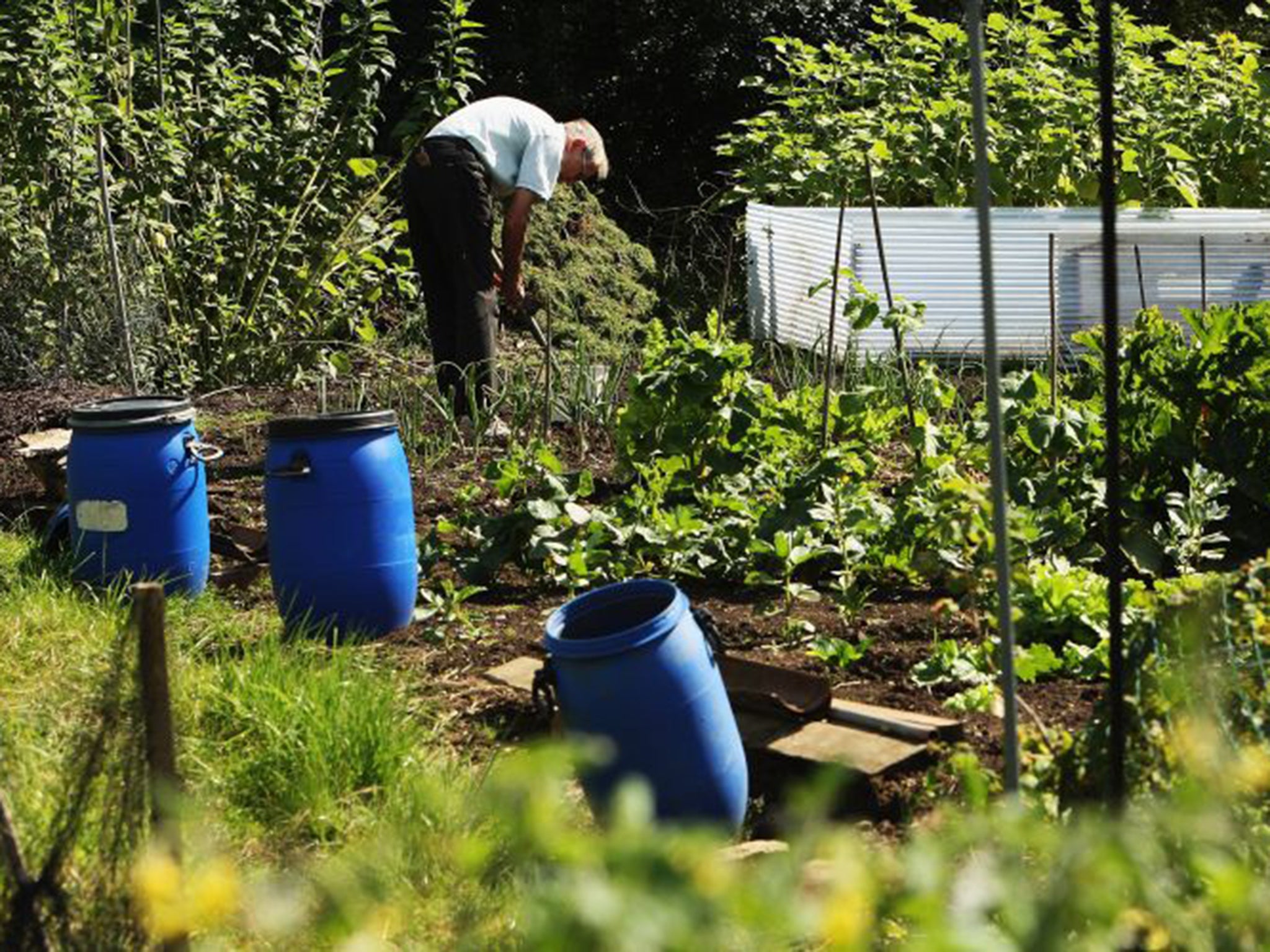 The threat to allotments amounts to the largest seizure of common land since the 18th century