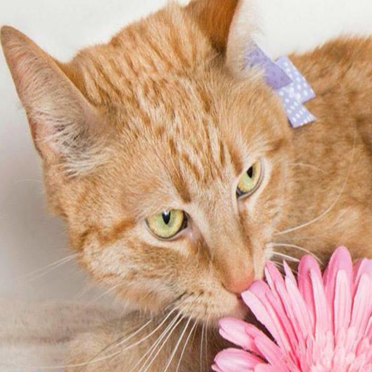 Heartbroken cat spends YEAR living by dead owner's grave - World