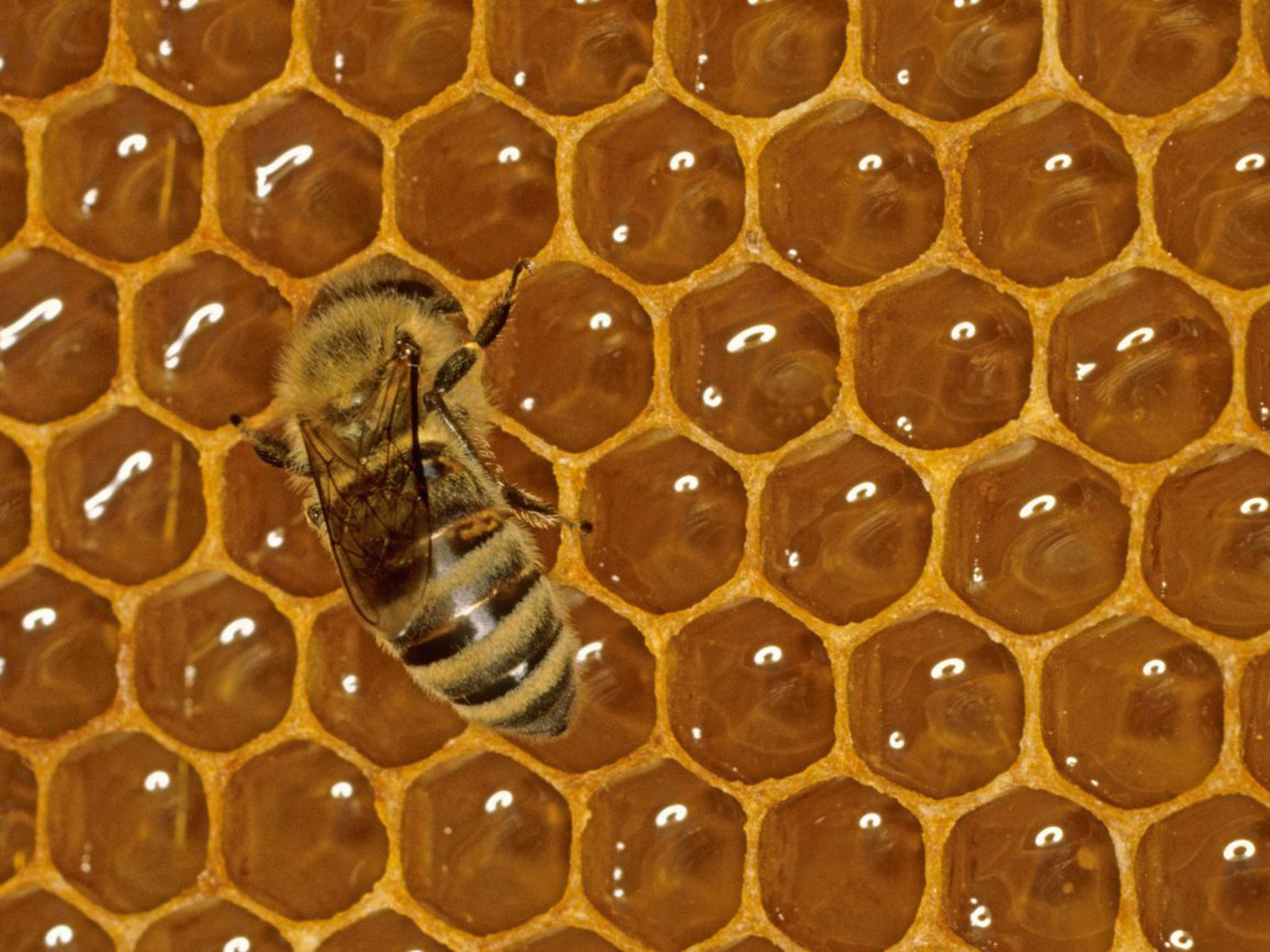 A bee on honeycomb