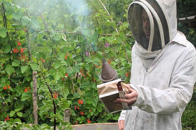 Tobias Jones beekeeping at Windsor Hill Wood