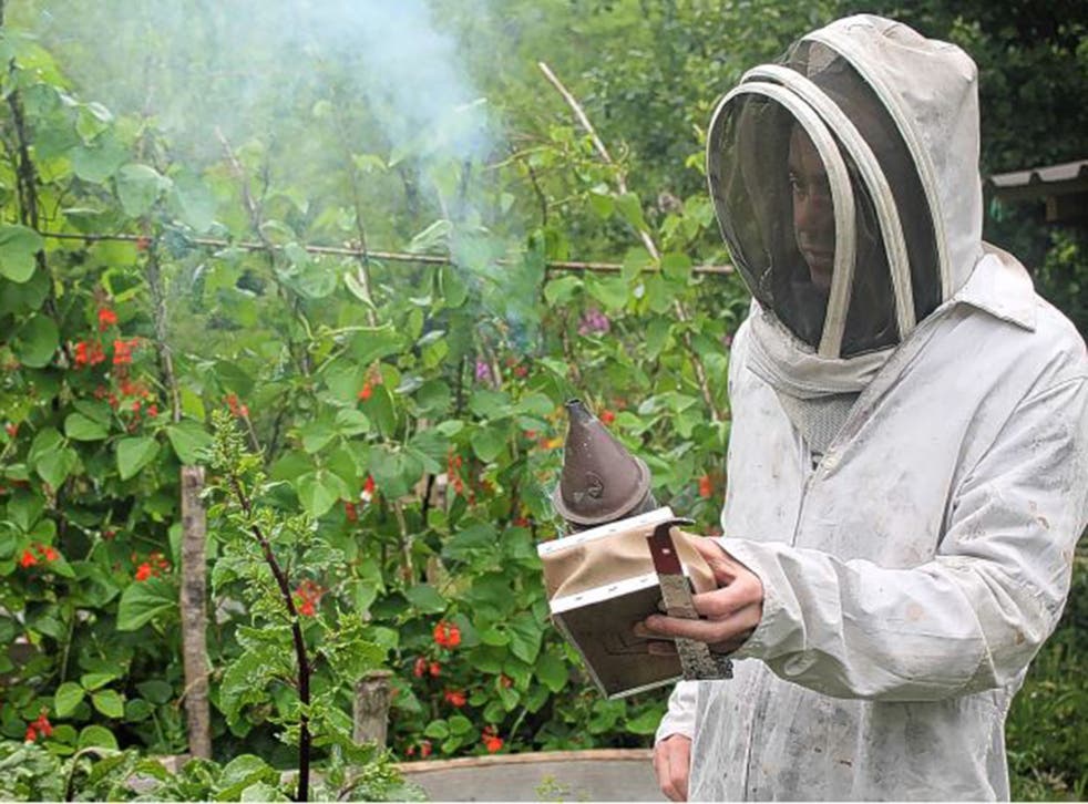 Tobias Jones beekeeping at Windsor Hill Wood