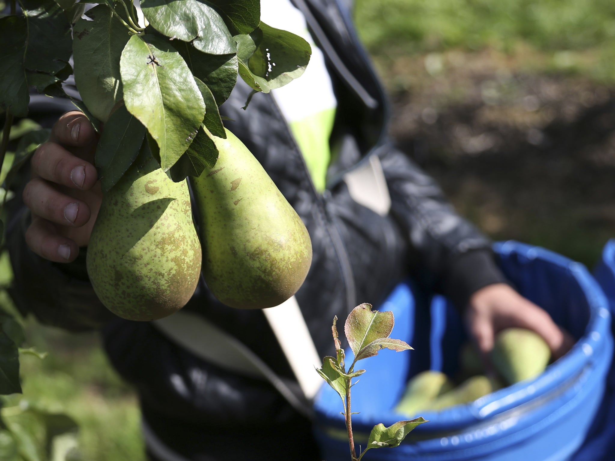 2014A worker picks pears from a tree during a harvest in an orchard in Hannut near Liege