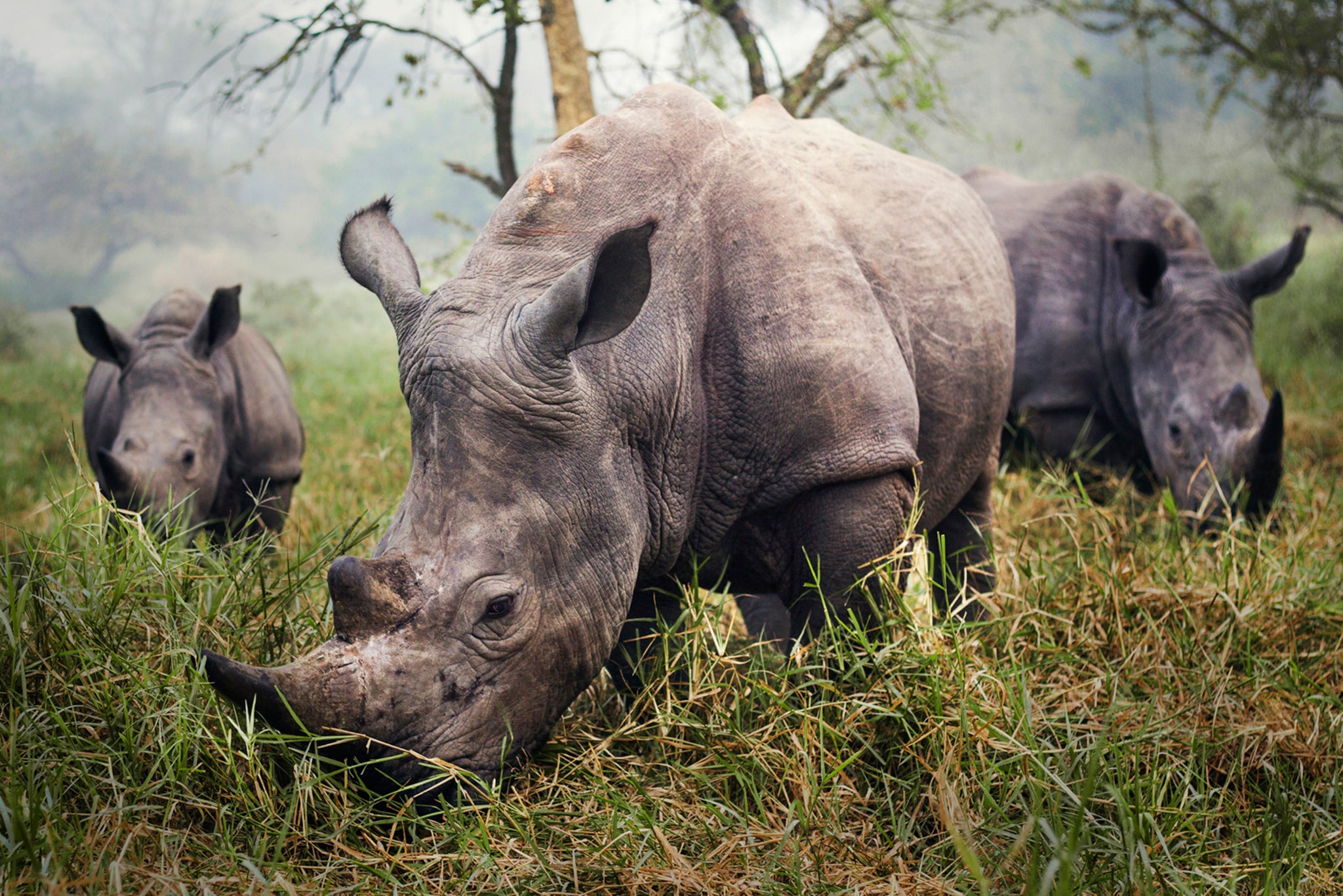 White rhinos are increasingly endangered as their horns are sought by poachers for medicinal purposes. File photo