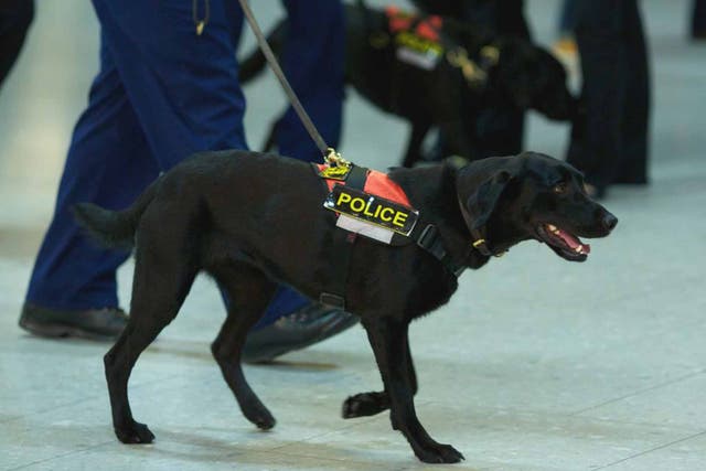 Pet detectives: police sniffer dogs