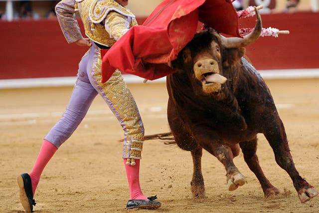 A bullfighter baits a bull at the Bayonne festival in 2014
