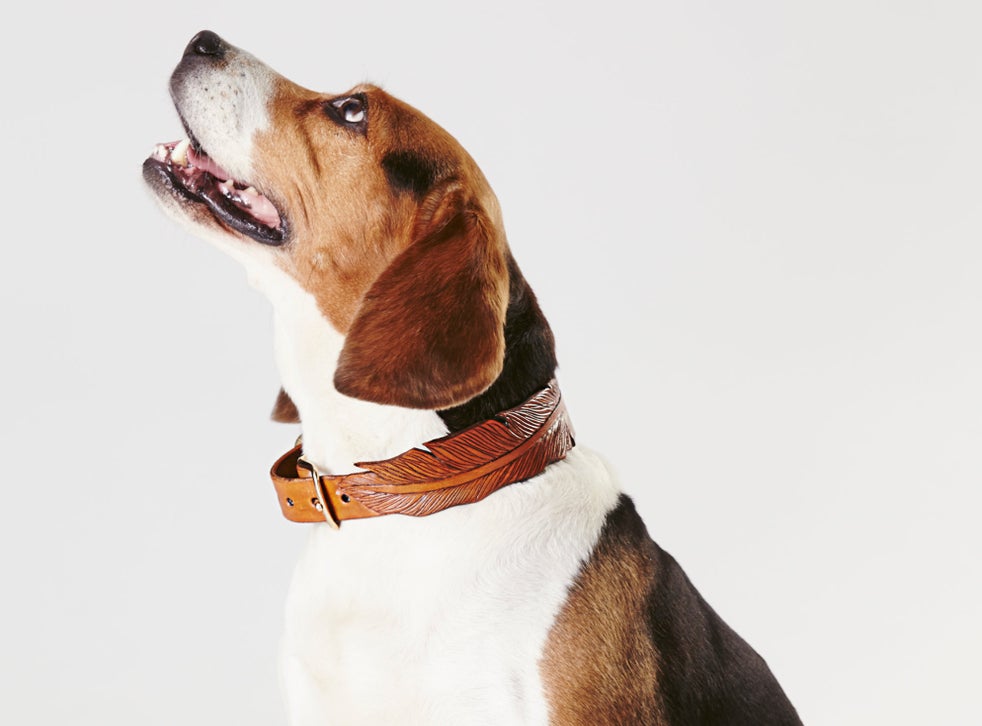 Berlin now forcing dog owners to get a 'dog driver's licence' The