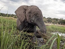 Uganda's elephants back from the brink