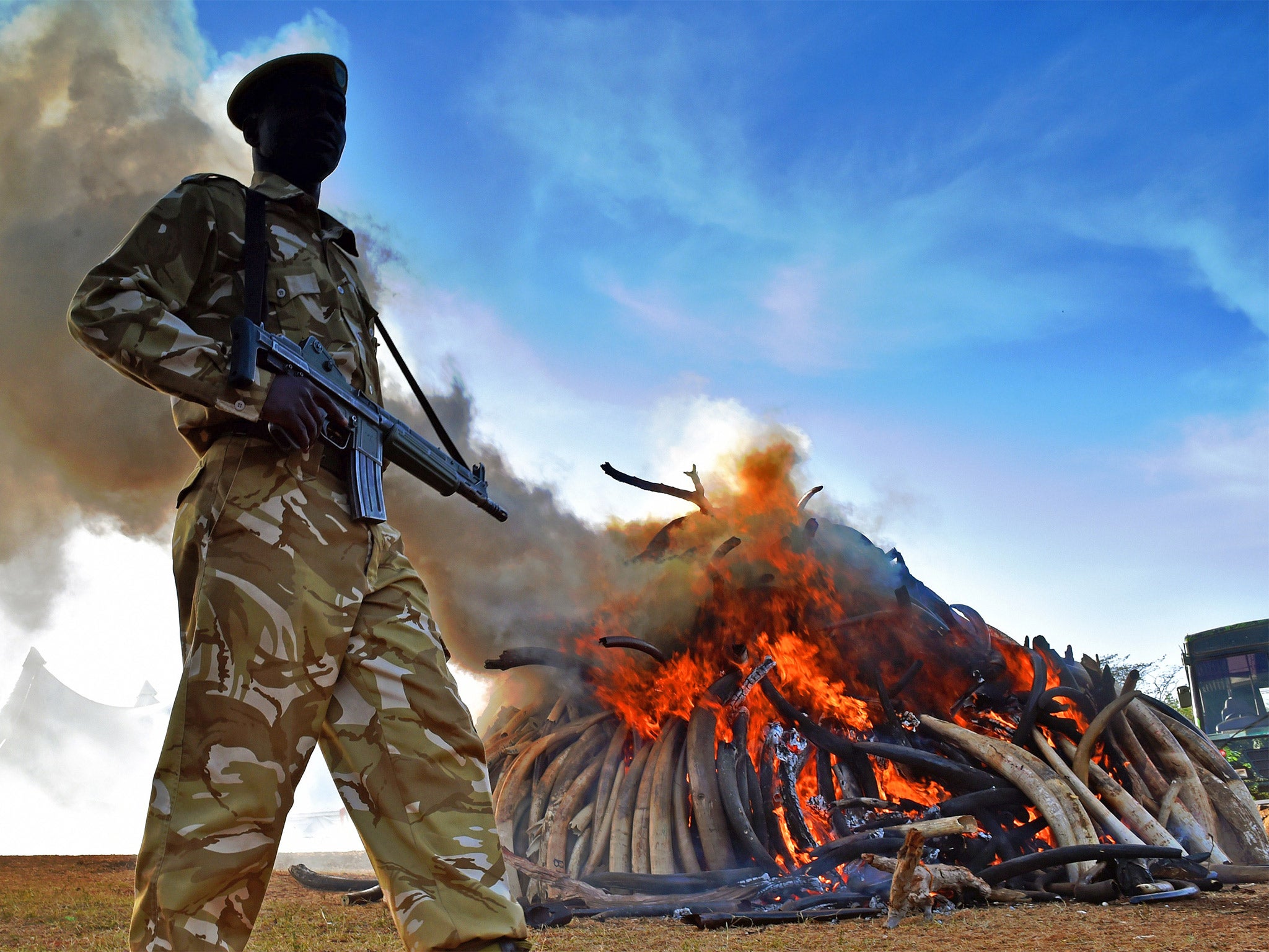 A Kenyan wildlife officer burns 15 tons of seized ivory