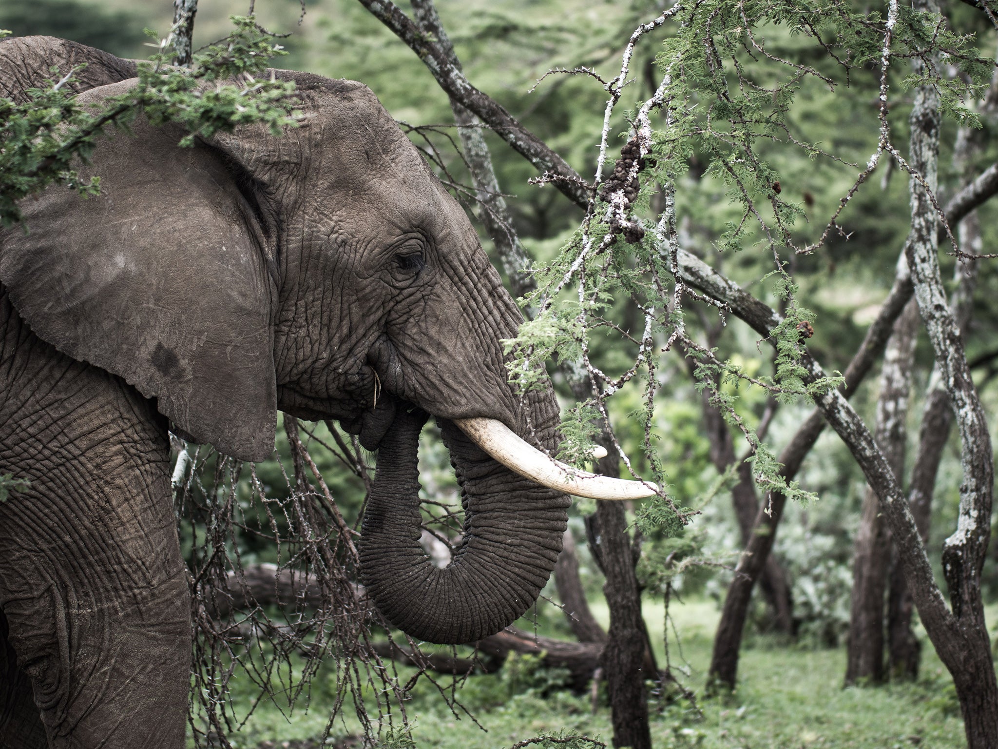 An African Elephant feeds on an Acacia tree in the Ol Kinyei Conservancy in Kenya's Maasai Mara