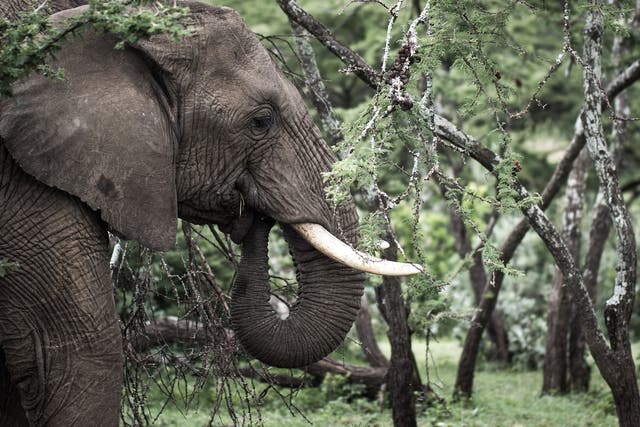 An African Elephant feeds on an Acacia tree in the Ol Kinyei Conservancy in Kenya's Maasai Mara