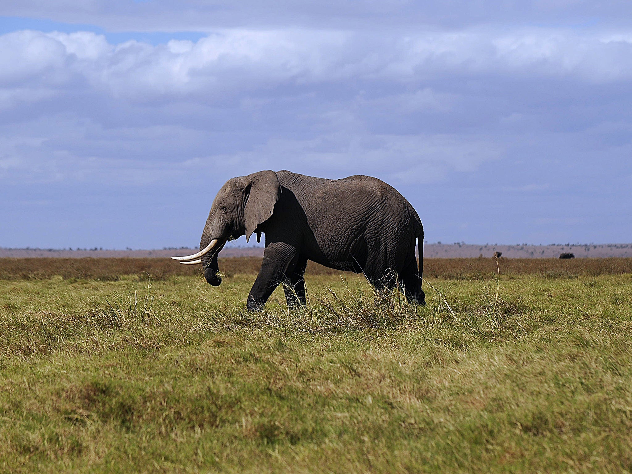 An enormous elephant