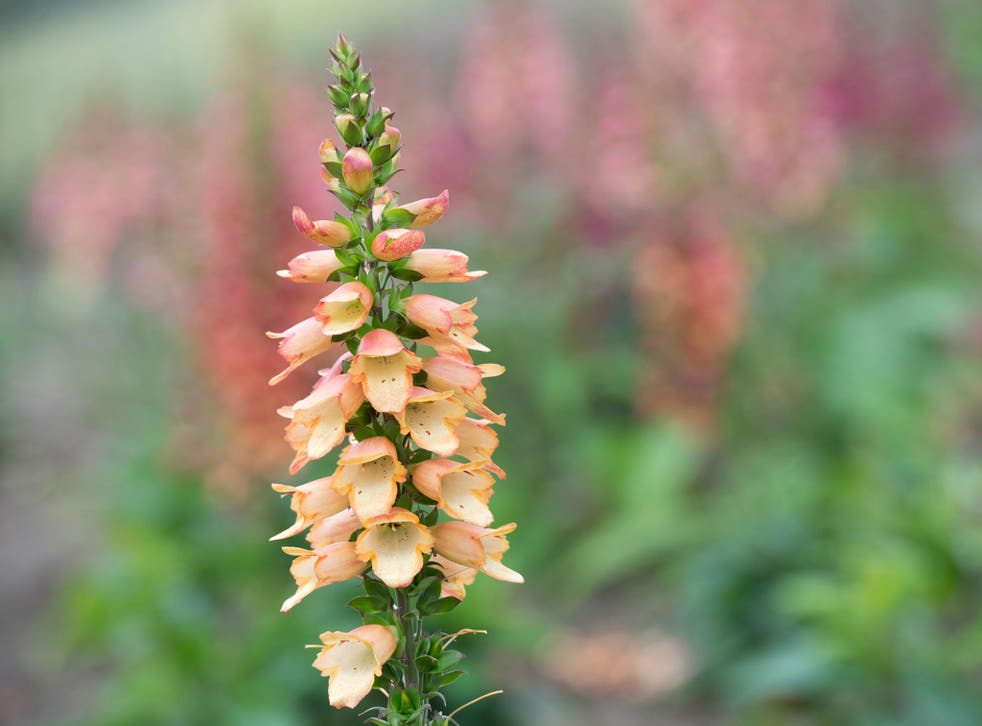 Foxgloves have had their day by August – and are falling about all over neighbouring plants