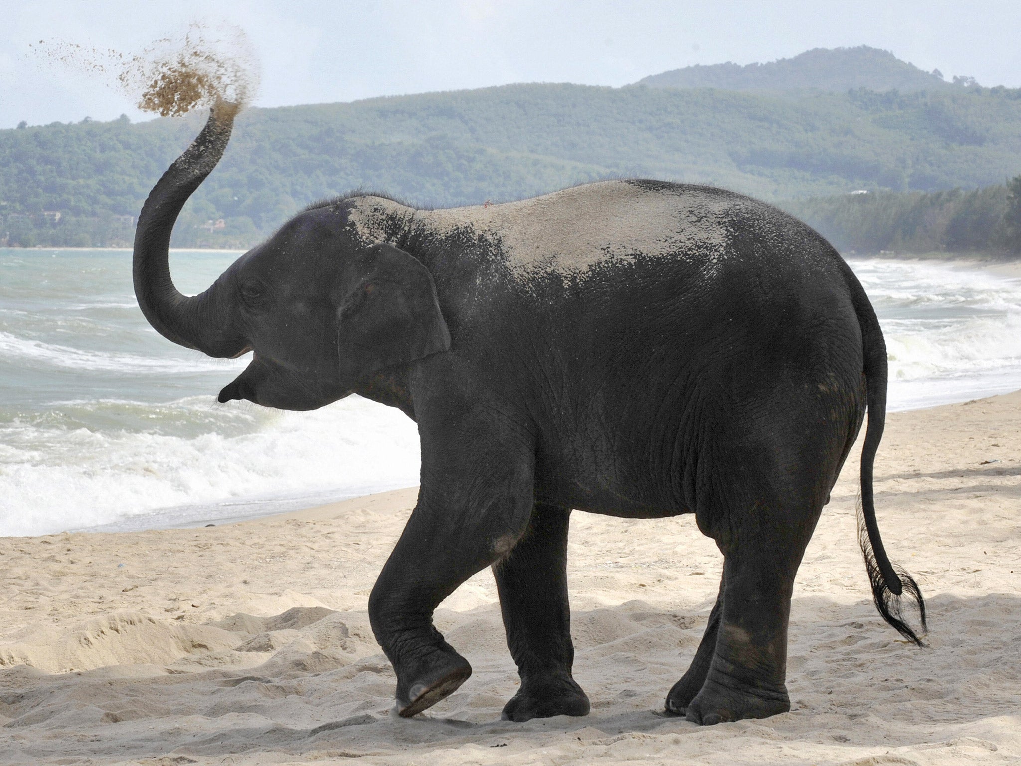 A three-year-old elephant named Lilly plays with the sand at a beach resort in Phuket. The number of Asian elephants has dwindled to just 40,000