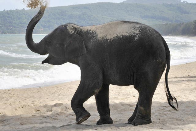 A three-year-old elephant named Lilly plays with the sand at a beach resort in Phuket. The number of Asian elephants has dwindled to just 40,000