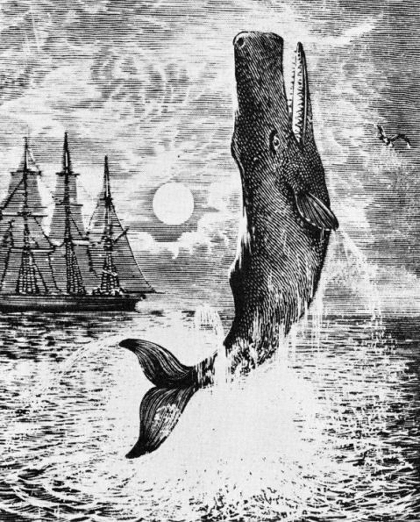 Moby Dick has come to stand for nothing less than meaning, or destiny, or literature itself