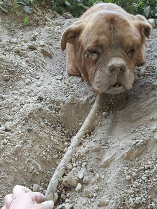 This mastiff was found buried alive in waste ground in France