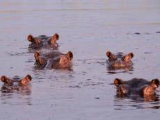 Safari in Namibia: Hippo spotting in Bwabwata National Park