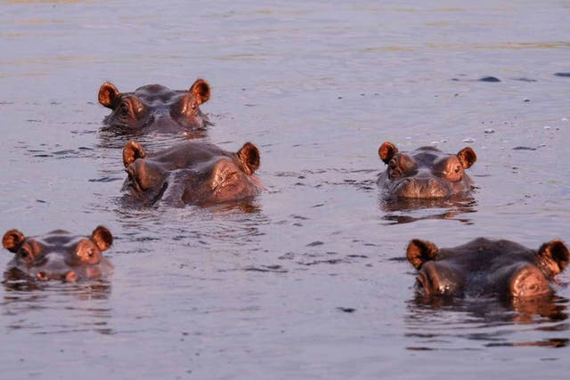All ears: hippos in the river
