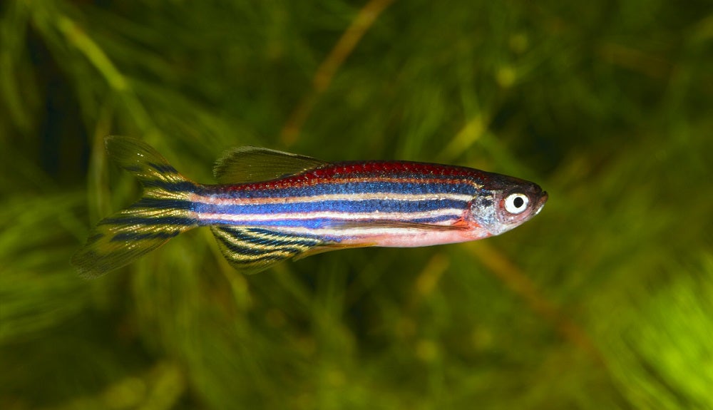 Zebrafish are thought to have behavioural similarities with humans
