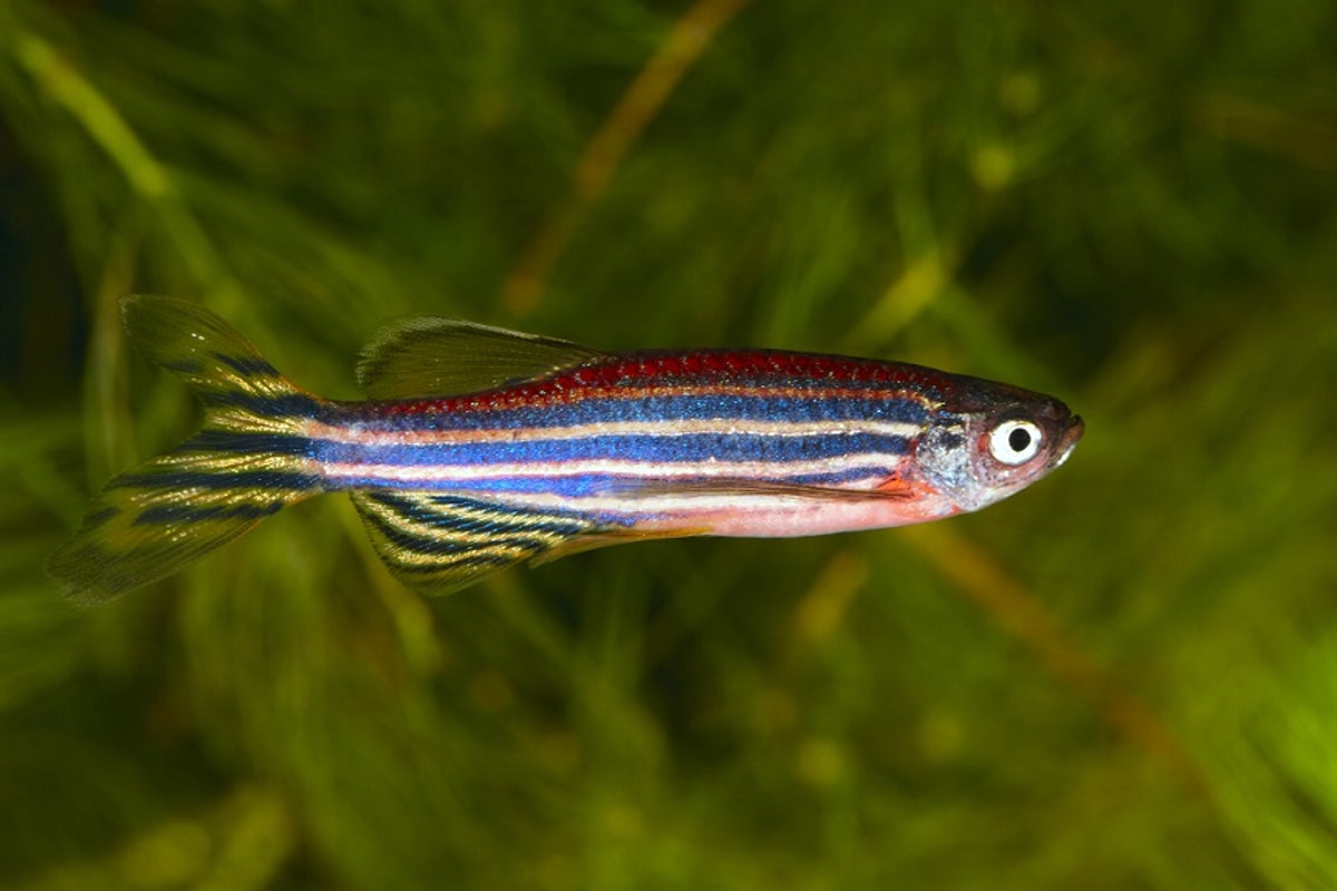 Fish are reckless when drunk, study finds | The Independent | The ...