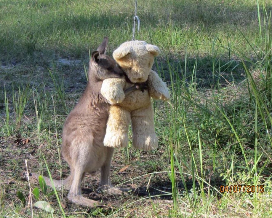 The baby kangaroo clutches a teddy bear on a string for comfort