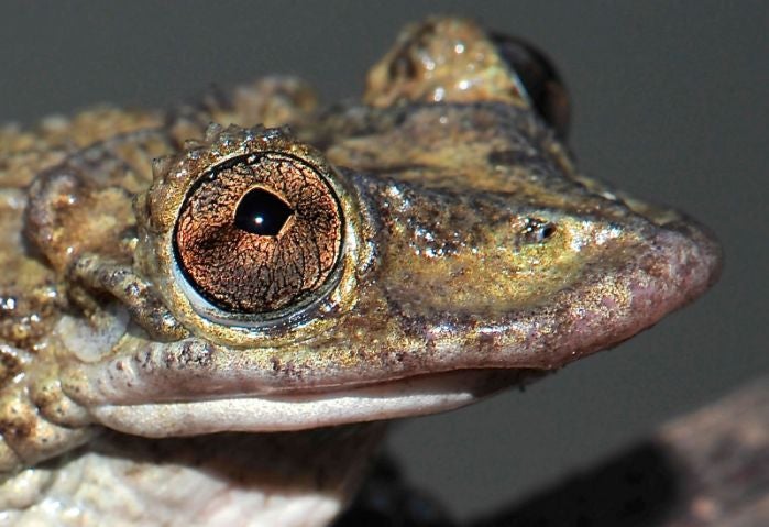 A head close-up showing the lip of a Corythomantis greeningi greening (Greening's frog)