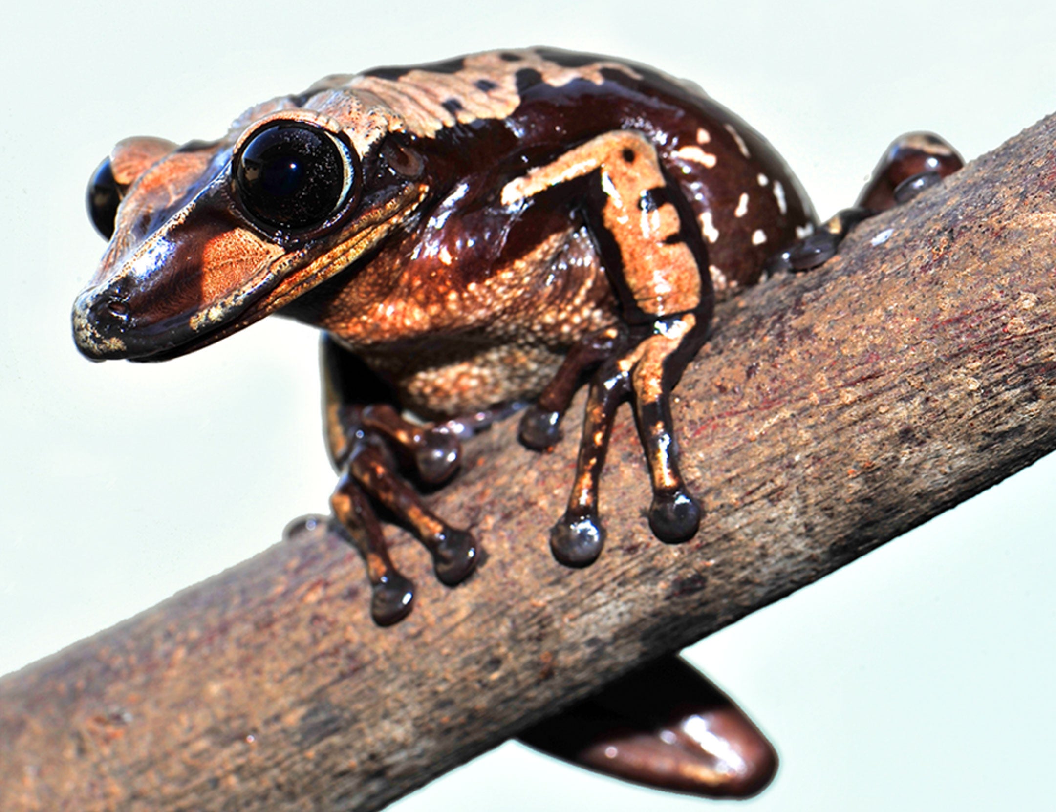 An Aparasphenodon brunoi (Bruno's Casque-headed Frog). (Carlos Jared/Butantan Institute)