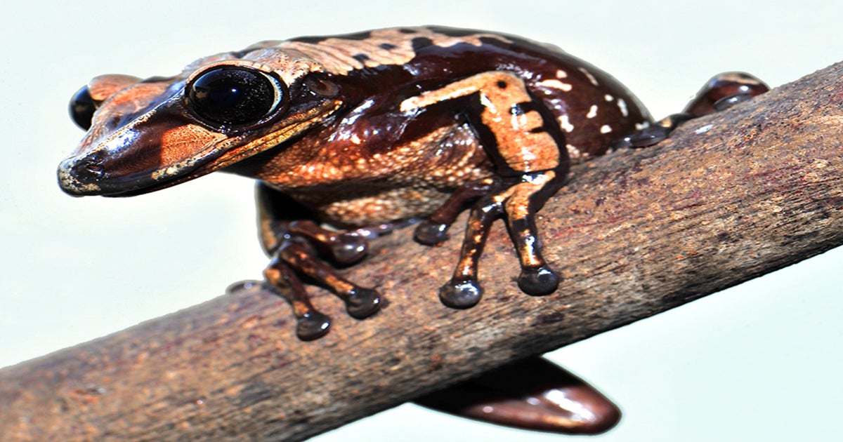 Venomous frogs that head-butt poison into potential predators discovered by  scientists, The Independent