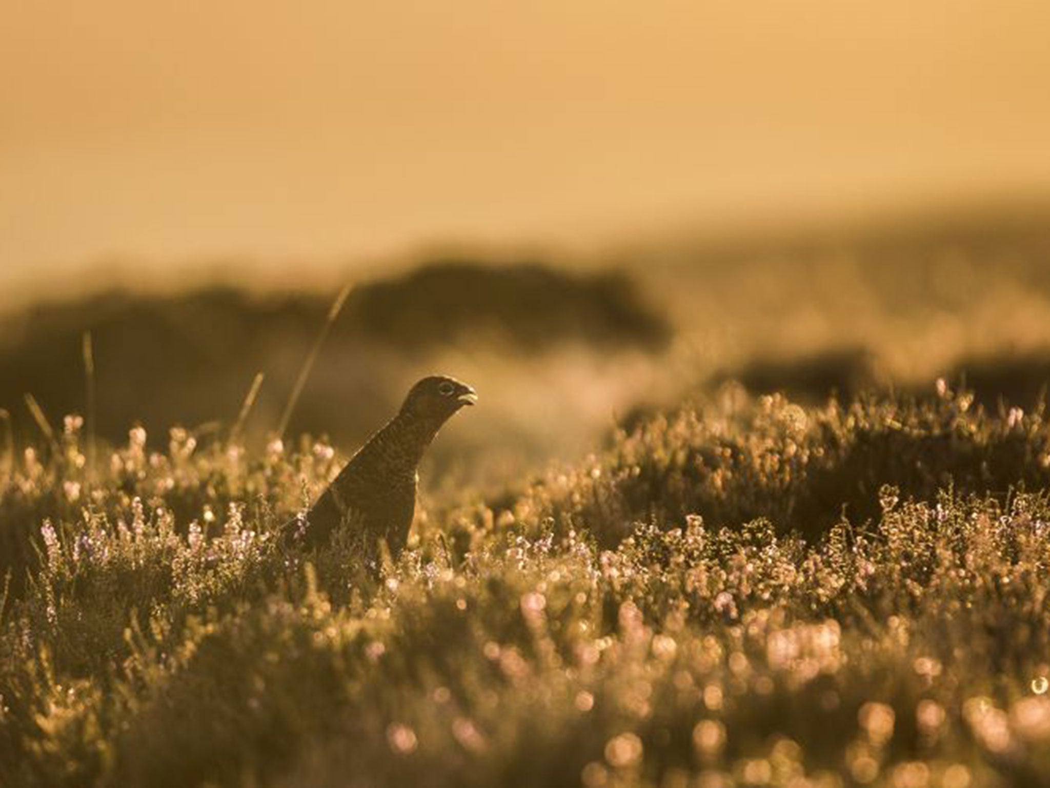 A Red Grouse stands in the heather at sunrise near Goathland in the North Yorkshire Moors on September 26, 2013 in Pickering (Getty)