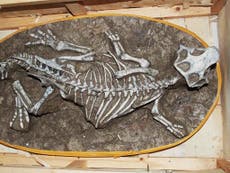 Dinosaur skeleton 'found under the stairs'