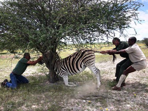 Drugged zebra gets stuck in a tree in example of a fieldwork fail