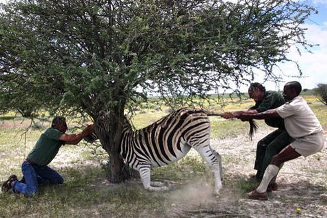 Drugged zebra gets stuck in a tree in example of a fieldwork fail