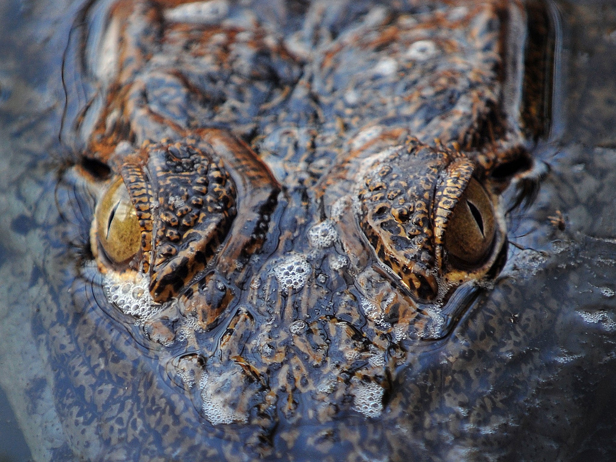 Vertical slits give a predator an improved depth of field and greater ability to judge distance