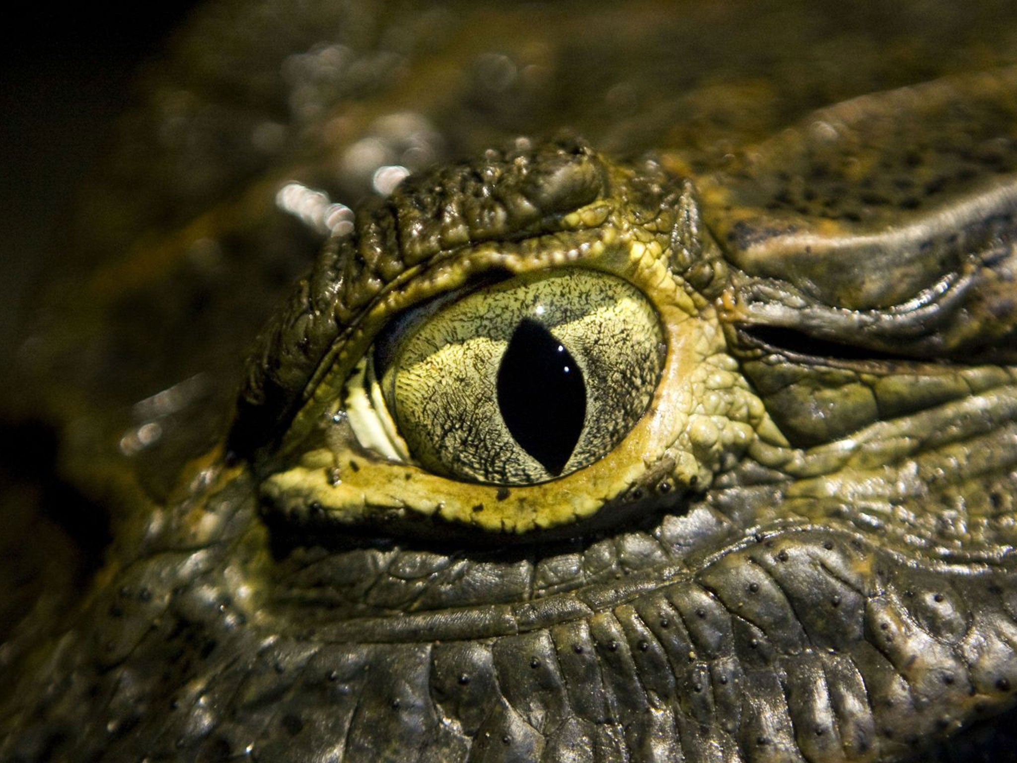 The crocodile’s vertically slitted eyes help it judge distance at low levels, allowing it to move snappily to take its prey at speed