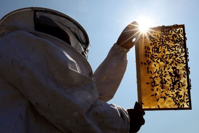The average age of a bee farmer is currently 65