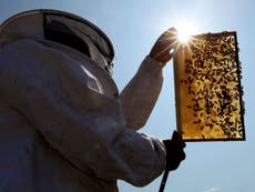 New apprenticeship scheme for bee farmers hopes to stop the decline of the insects in Britain