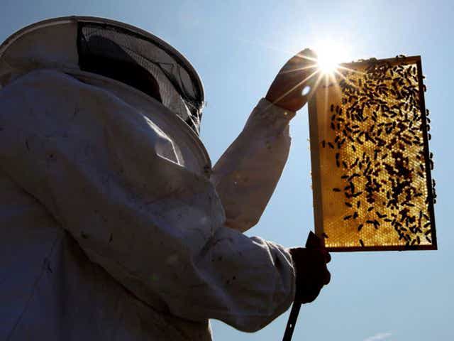 The average age of a bee farmer is currently 65