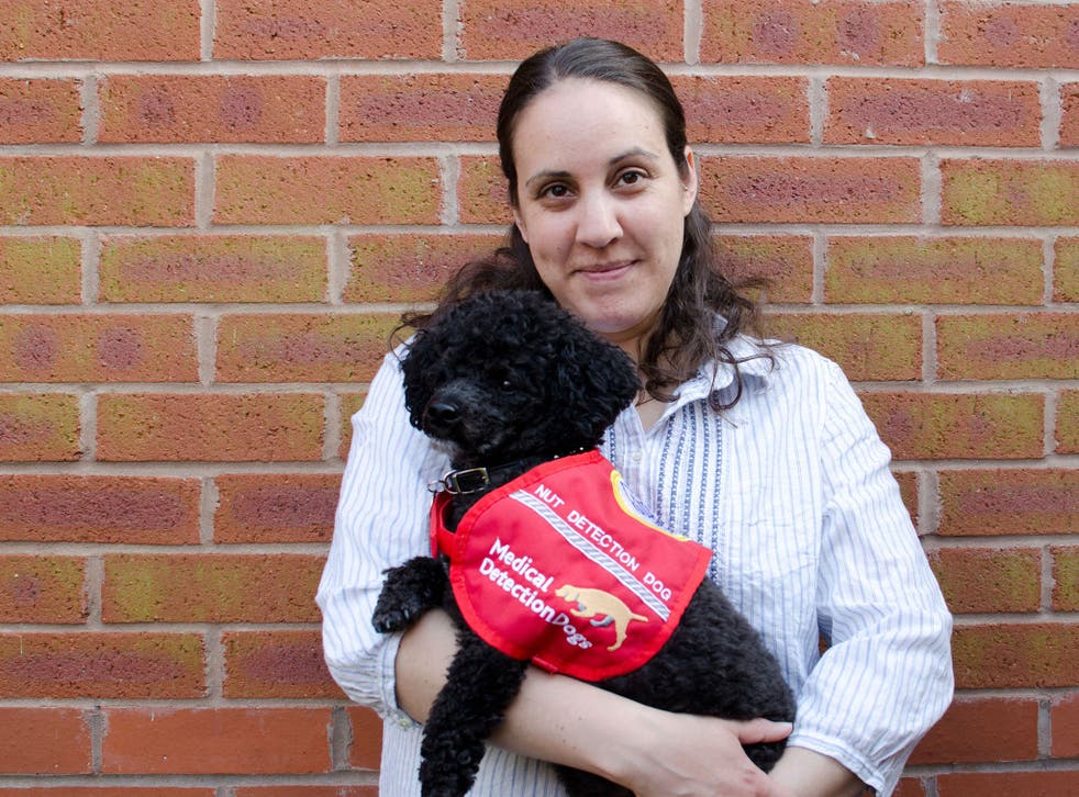 Nano the poodle is one of the Medical Detection Dogs