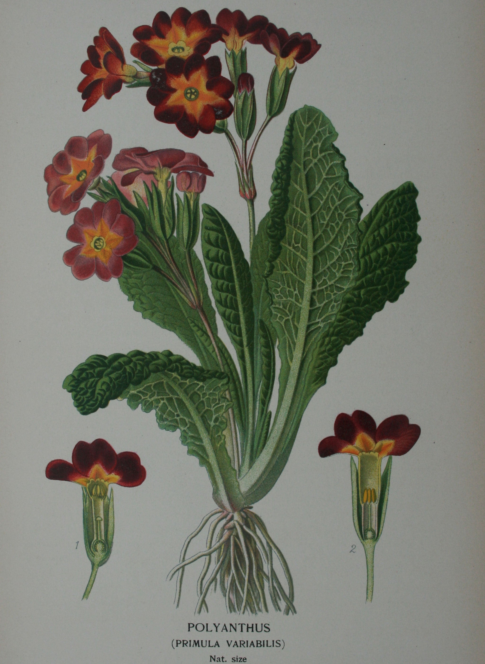 Male & female Polyanthus, drawn in 1897